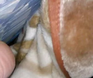 Genç kedi vk amatör porn